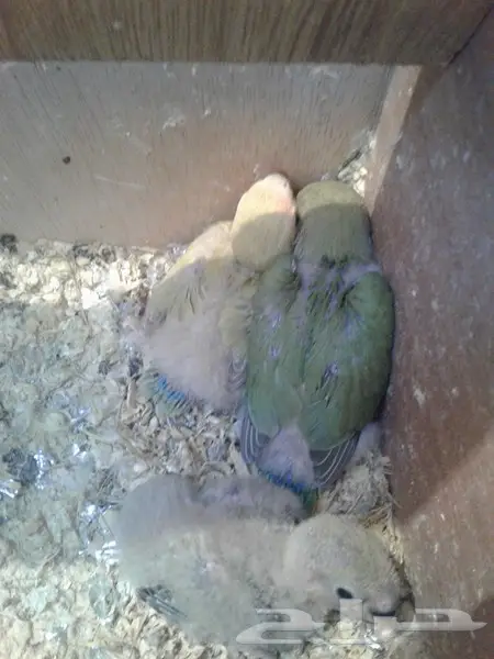 فروخ روز ثلاثة لهواة الغر والهدد