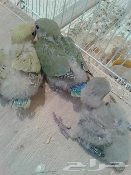 فروخ روز ثلاثة لهواة الغر والهدد (image 2)