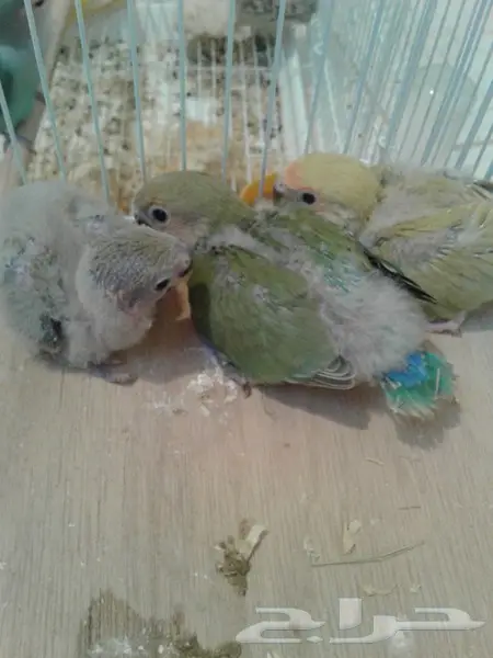 فروخ روز ثلاثة لهواة الغر والهدد (image 6)