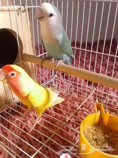 فروخ روز ثلاثة لهواة الغر والهدد (image 7)