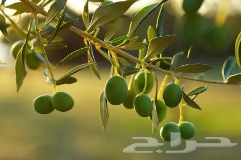 زيت زيتون عصرة اولى على البارد عضوي شرط (image 6)