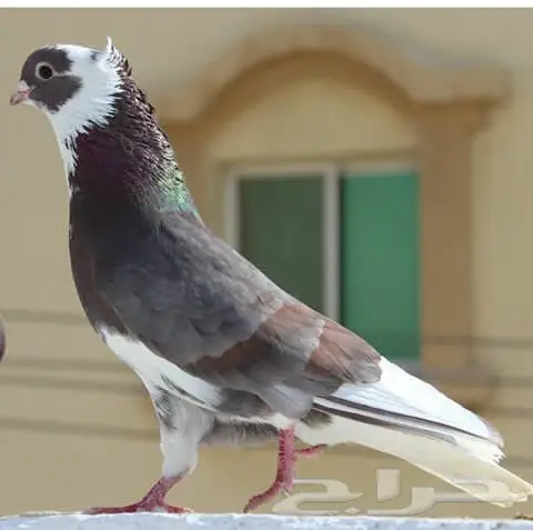 قنادي محاريق وحمر 27 جوز (image 4)