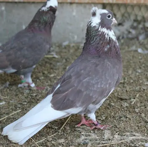 قنادي محاريق وحمر 27 جوز (image 23)