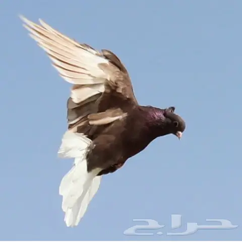 قنادي محاريق وحمر 27 جوز (image 3)