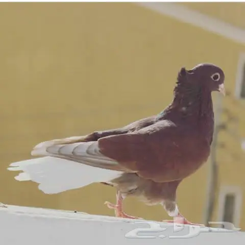 قنادي محاريق وحمر 27 جوز (image 5)