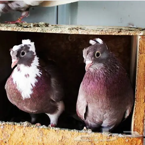 قنادي محاريق وحمر 27 جوز (image 9)