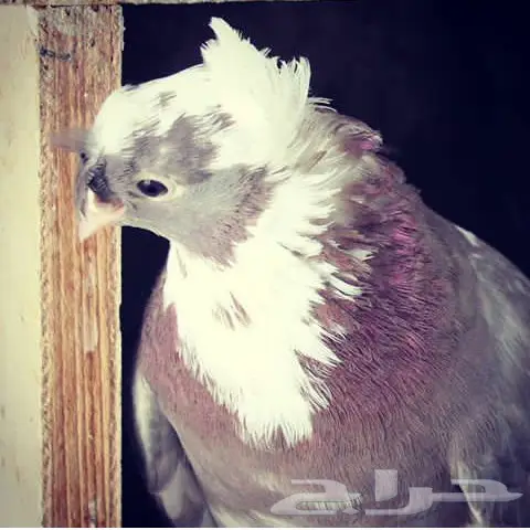 قنادي محاريق وحمر 27 جوز (image 10)