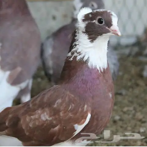 قنادي محاريق وحمر 27 جوز (image 19)