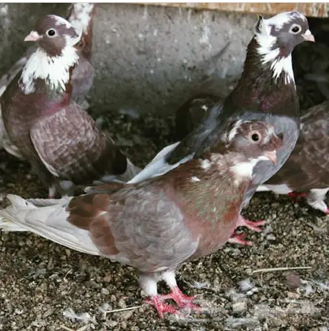 قنادي محاريق وحمر 27 جوز (image 13)