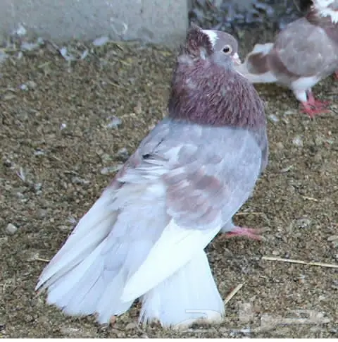 قنادي محاريق وحمر 27 جوز (image 18)