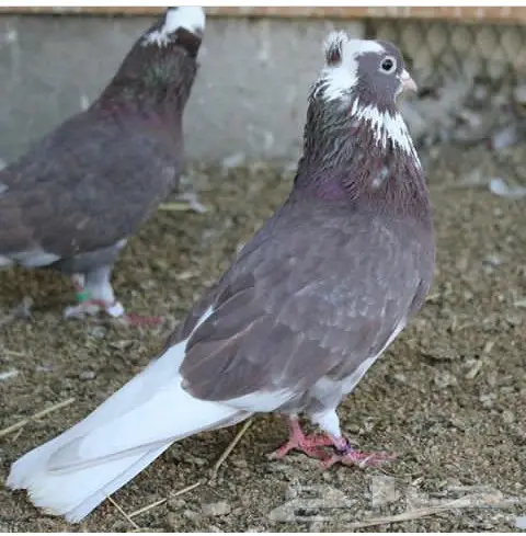 قنادي محاريق وحمر 27 جوز (image 20)