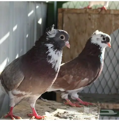 قنادي محاريق وحمر 27 جوز (image 17)