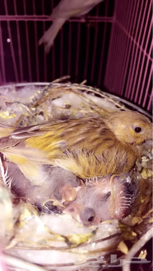 جوز كناري سوي مع ثلاث فروخ  (image 5)