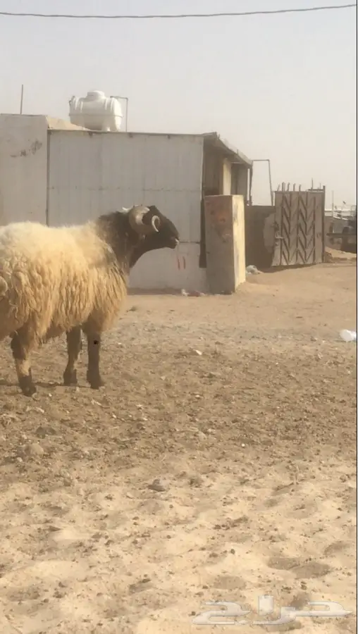 فحول نعيم صنف (image 8)