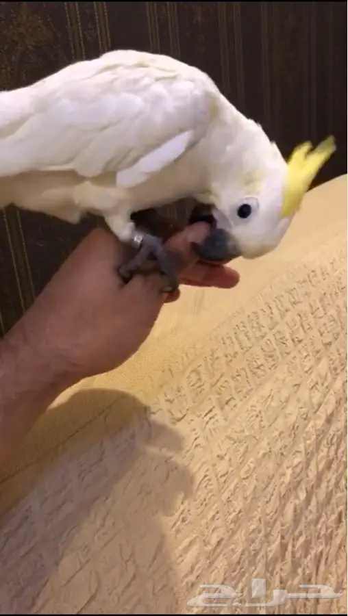كيكاتو غرر (image 0)