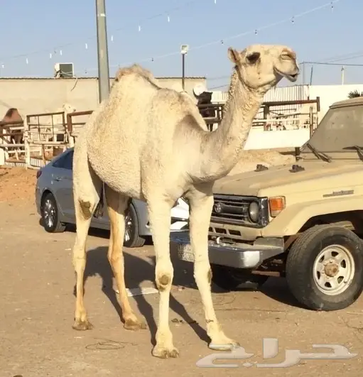 سيارات بكار مميزة للبيع - فرصة لا تُفوّت! (image 3)