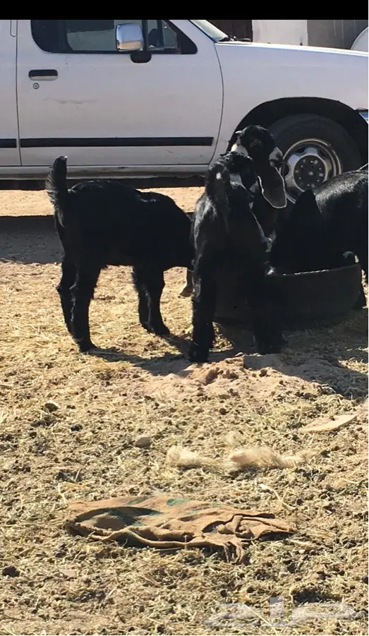 مواشي - تيوس منادي العمر 3 شهور (الخروف - مواشي) (image 4)