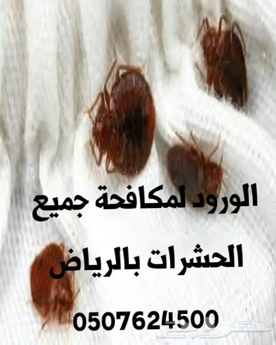 شركة نقل عفش بالرياض تنظيف كنب سجاد شقق فلل  (image 4)