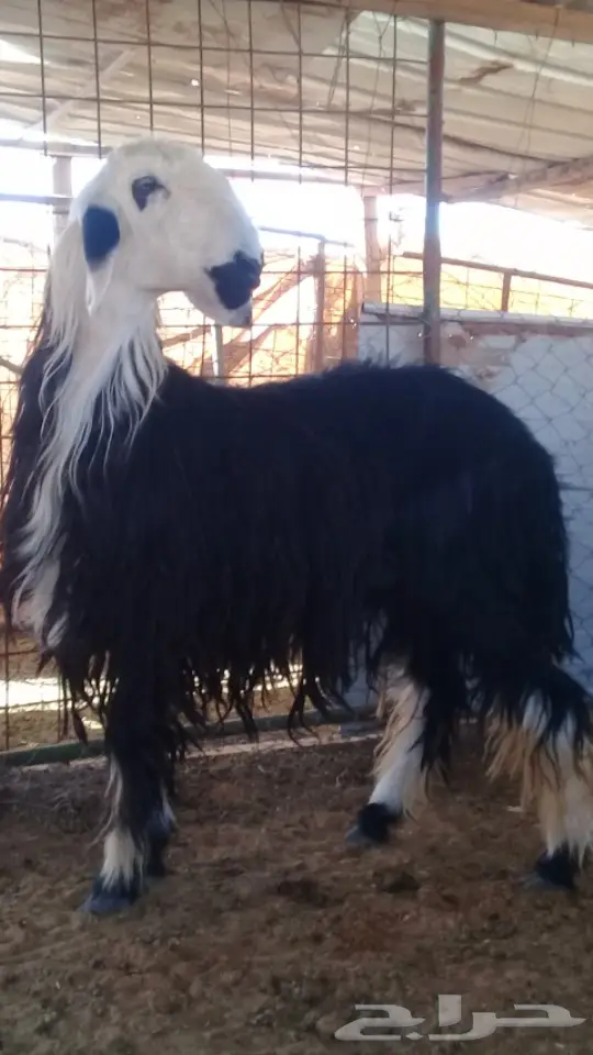 ذبيحه نجديه بريه