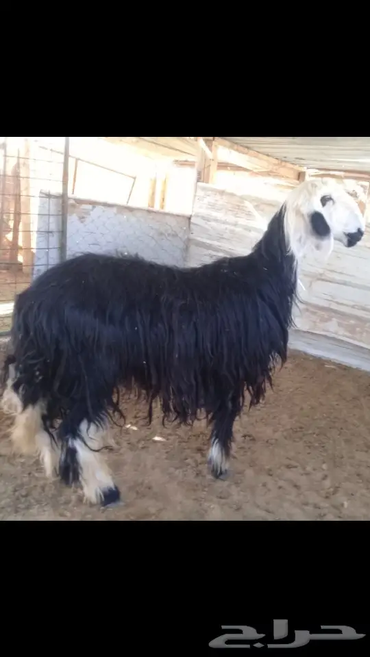 ذبيحه نجديه بريه (image 3)