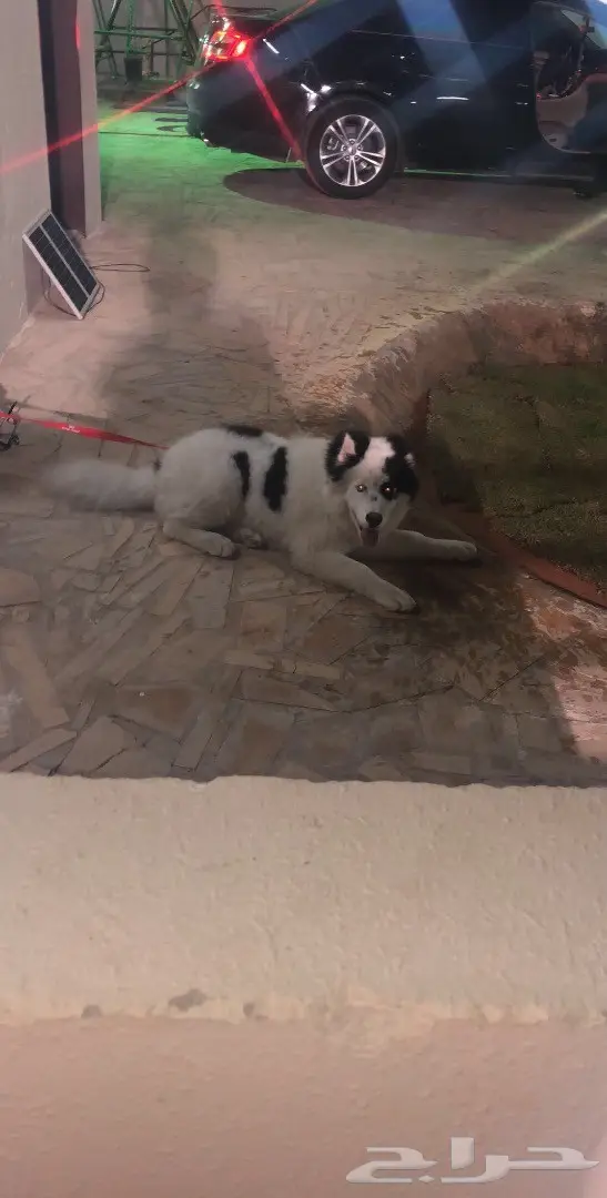 كلب مالموت  مع. سامويد (image 1)