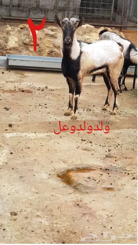 ولد وعل و ولدولدوعل  (image 1)