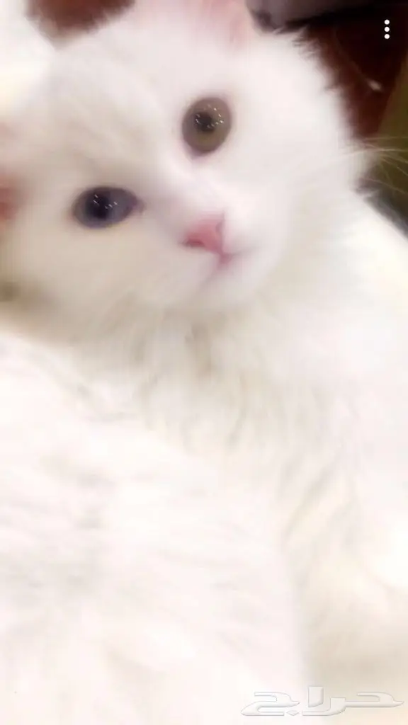 قط ابيض عيون ملونه وليف و مرح