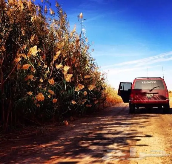 شروكي للبيع 98  (image 8)