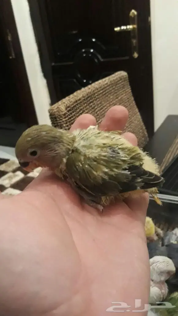  فروخ روز البينو واينو عيون حمر والوان مميزه. (image 9)