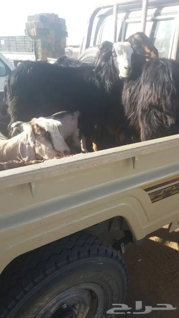 غنم ولد  (image 1)