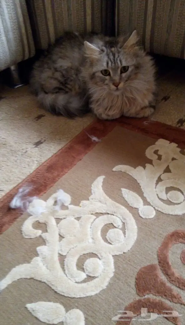 قطه شيرازي للتبني (image 3)