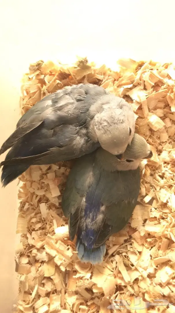 فرحين روز غر 