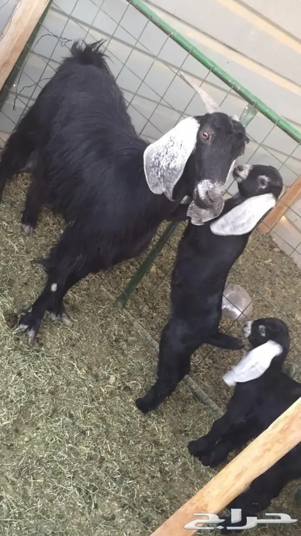 ثنيه متاومه 