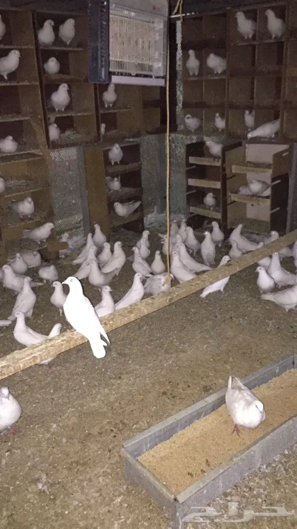 حمام فرنسي جانبو