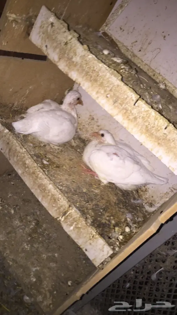 فرصة لا تُفوّت: حمام فرنسي أنيق للبيع! (image 1)