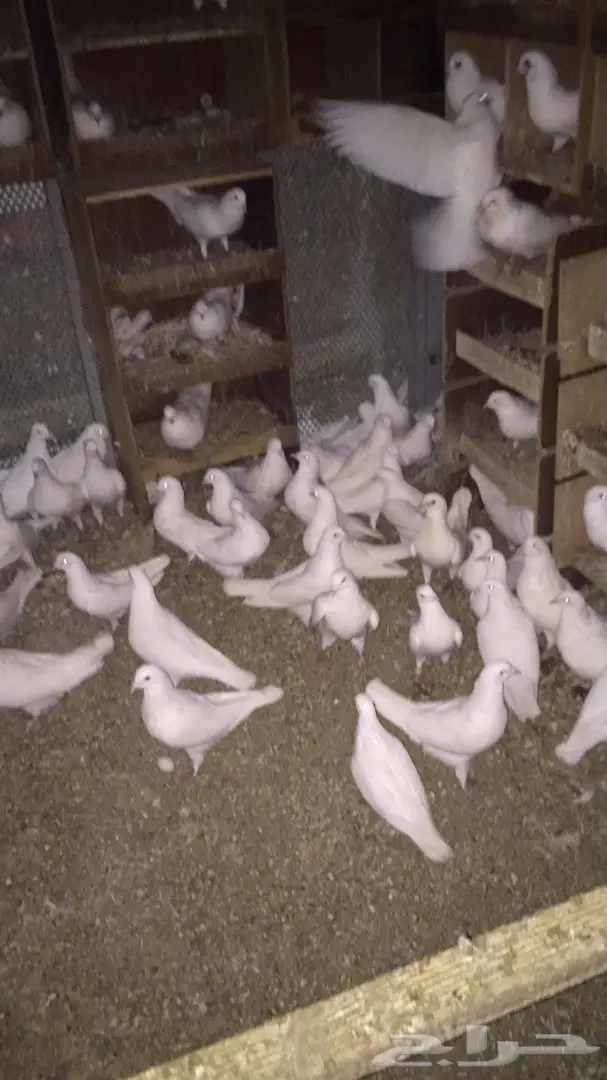 فرصة لا تُفوّت: حمام فرنسي أنيق للبيع! (image 2)