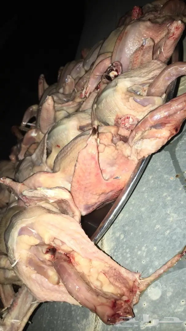 فروخ زغاليل لاحم للاكل  (image 1)