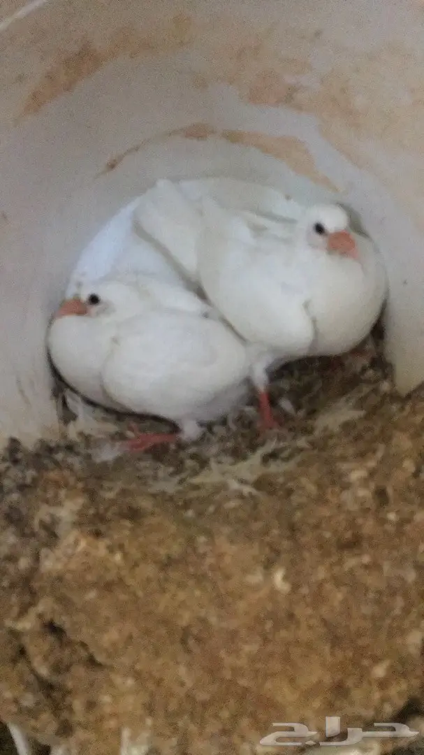 فروخ زغاليل لاحم للاكل  (image 3)