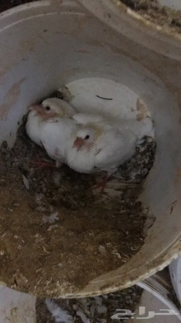 فروخ زغاليل لاحم للاكل  (image 4)