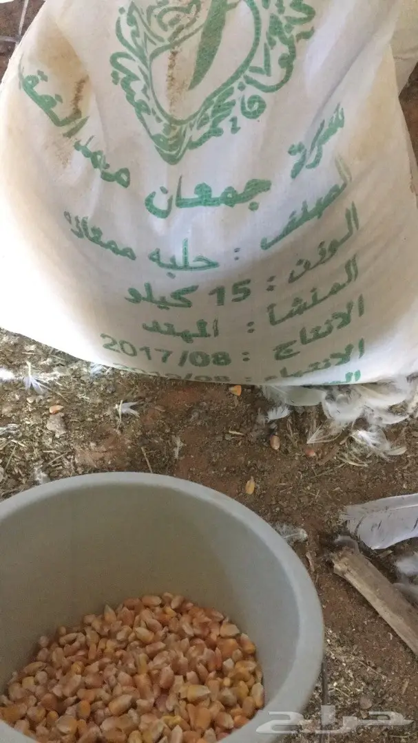 فروخ زغاليل لاحم للاكل  (image 5)