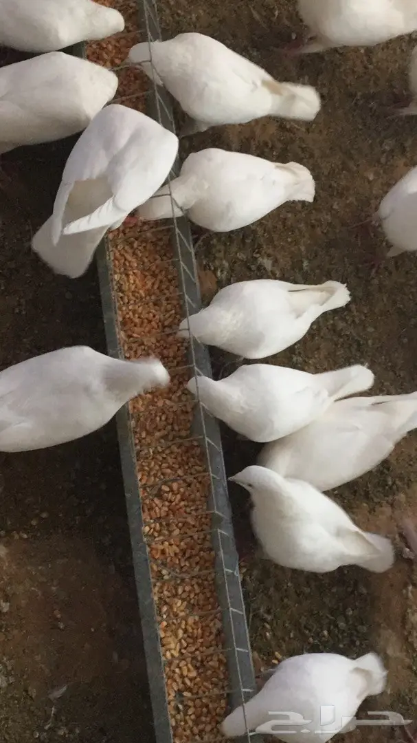 فروخ زغاليل لاحم للاكل  (image 6)