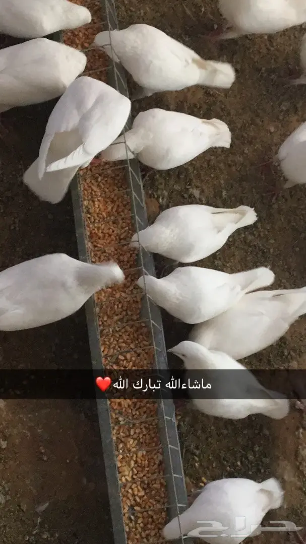 فروخ زغاليل لاحم للاكل  (image 7)