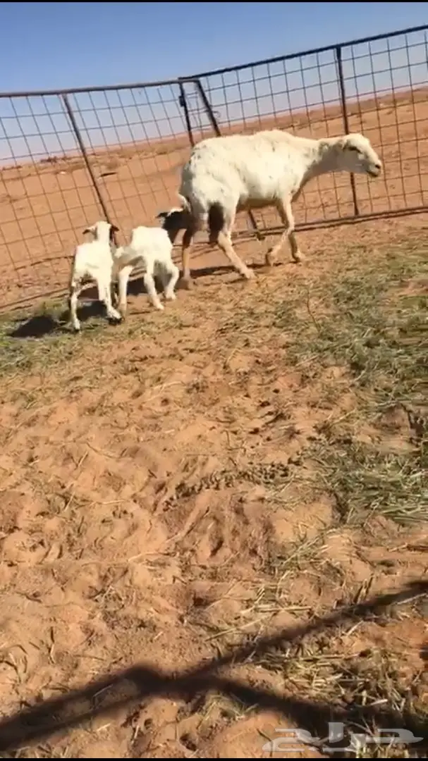 رفيديه نادرة - فرصة لا تُفوَّت!