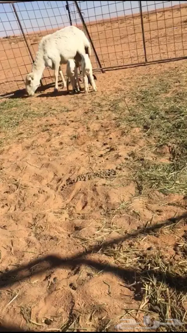 رفيديه نادرة - فرصة لا تُفوَّت! (image 2)