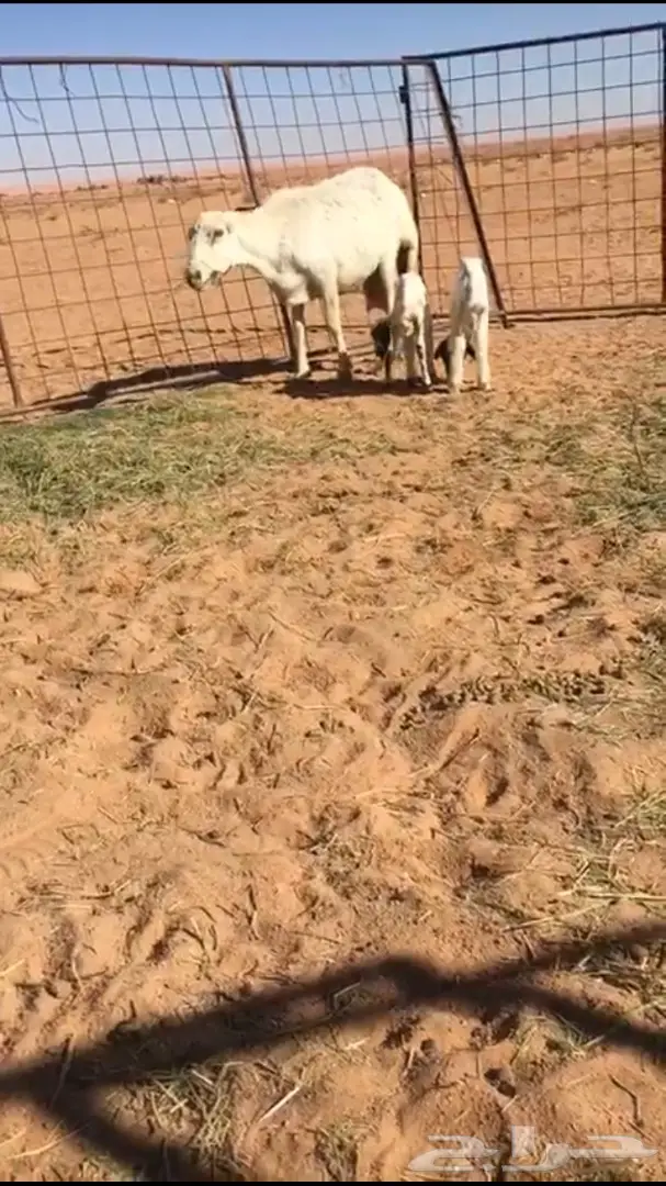 رفيديه نادرة - فرصة لا تُفوَّت! (image 4)