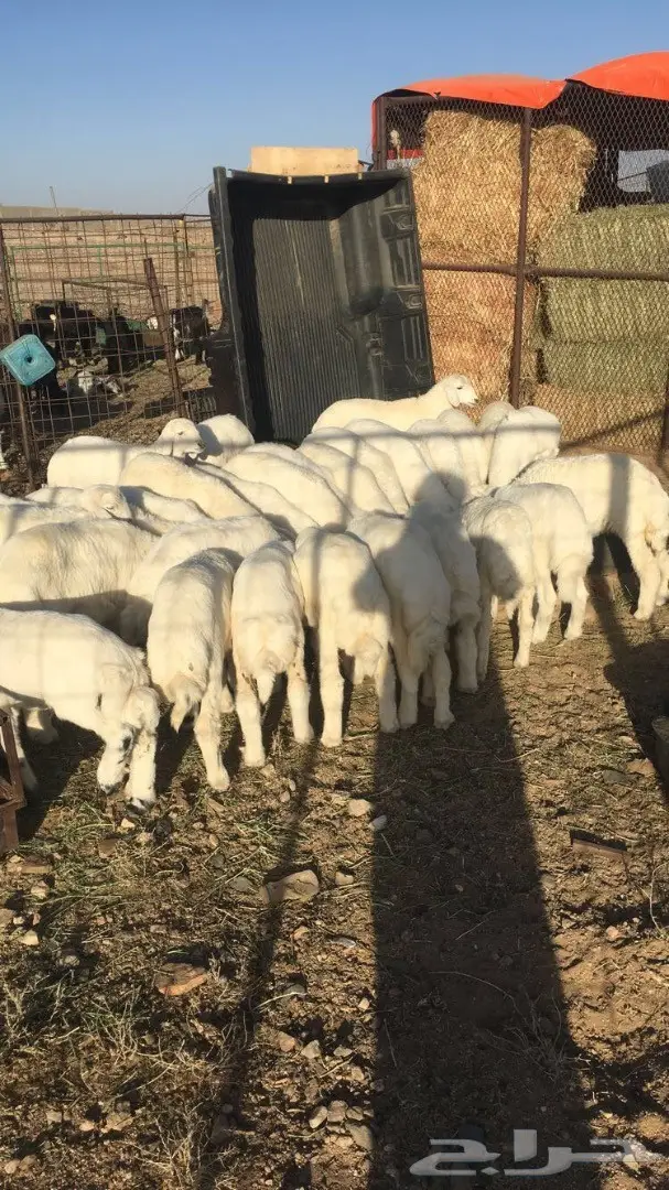 بهم تربيه عدد 30 