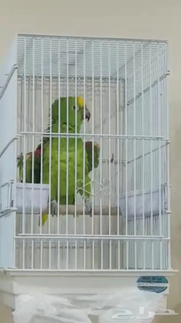 ببغاء  أمزوني متكلم يولو كراون 