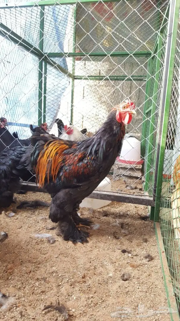 صيصان براههم (image 2)