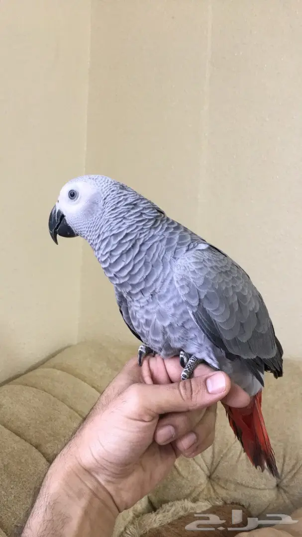 ببغاء كاسكو هولندي 