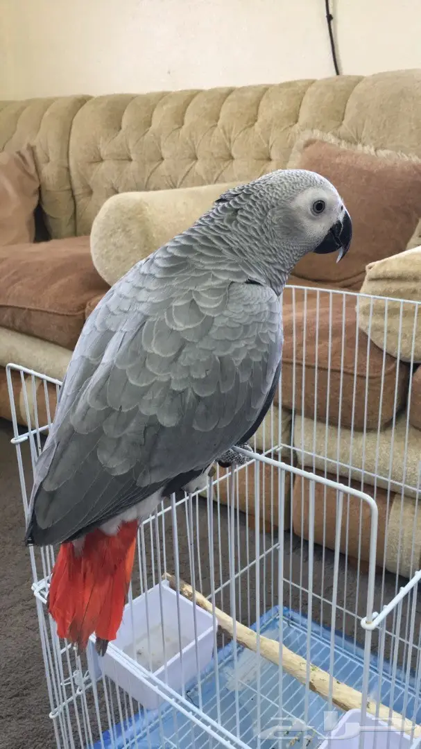 ببغاء كاسكو هولندي  (image 1)